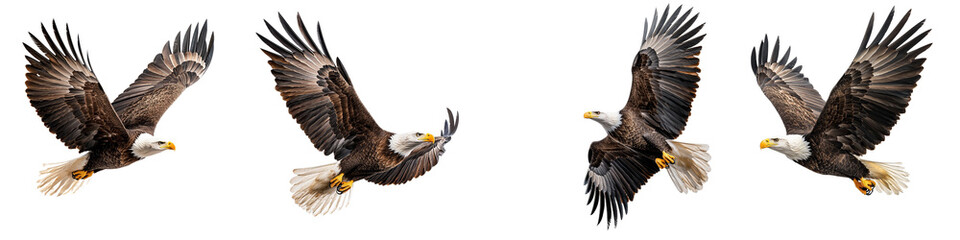 Obraz premium Majestic Bald Eagles in Flight Displaying Graceful Wings and Dynamic Movement