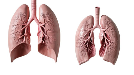 lungs (png)