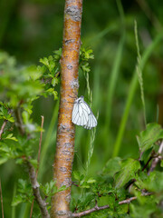 Newly Emerged Black-veined White Butterfly Drying Out