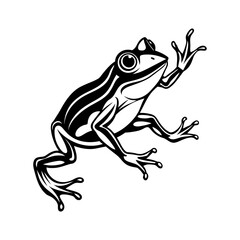 frog on a white background