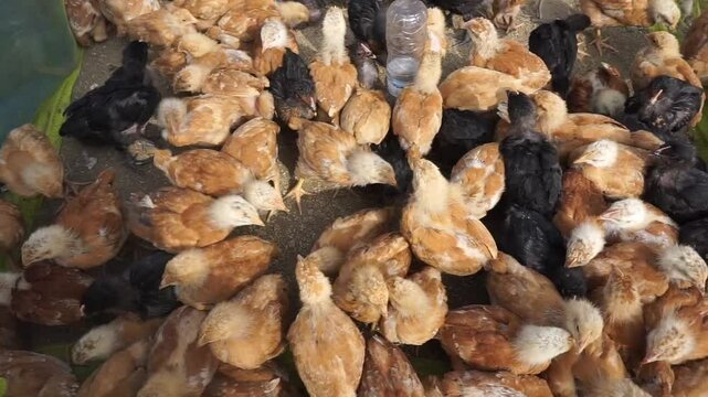 A bunch of colorful chicks in one cage, Baby chicken hatched from an eggs in a farmyard