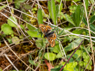 Marsh Fritillary Butterfly