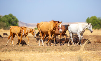 A herd of horses graze in the meadow in summer, eat grass, walk and frolic. Pregnant horses and foals, livestock breeding concept.
