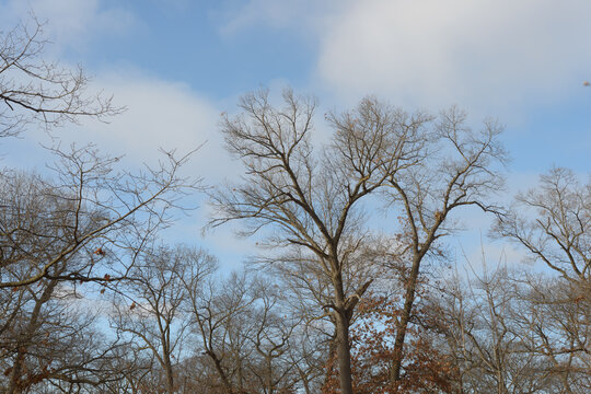 bare trees in the park on a cloudy blue sky in winter