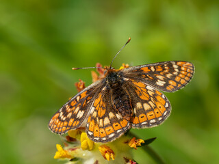 Obraz premium Marsh Fritillary Butterfly on Horseshoe Vetch