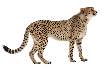 Cheetah in profile view