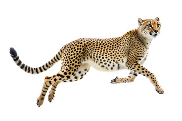Fototapeta premium Cheetah in leap