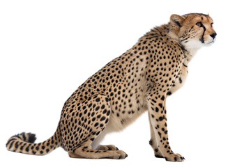 Cheetah sitting on black background