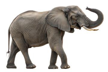 African Elephant with Trunk Raised
