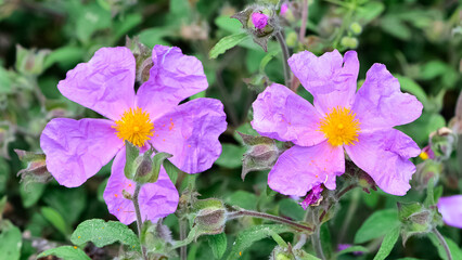 photos of natural flowers growing in the countryside