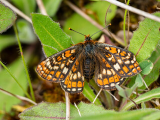 Marsh Fritillary Butterfly