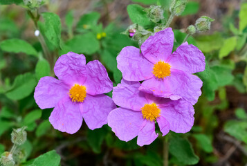photos of natural flowers growing in the countryside