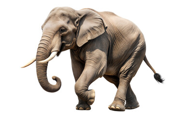 Obraz premium Walking Asian Elephant