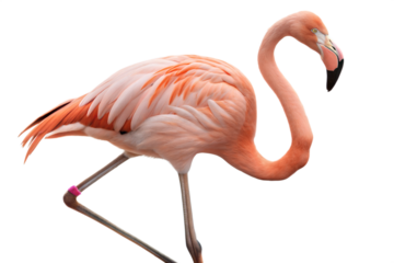 Pink Flamingo on Black Background