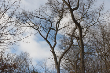 bare trees on a cloudy sky in winter