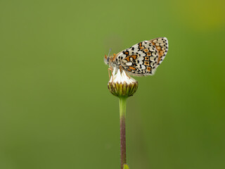 Glanville Fritillary Butterfly Resting With its Wings Closed