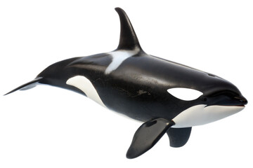 Obraz premium Killer Whale in the Ocean