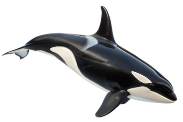 Fototapeta premium Orca Whale in Black and White