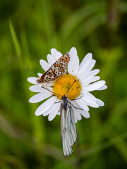 Female Black-veined White and Glanville Fritillary Butterfly on an Ox-eye Daisy