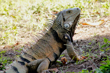 Close-Up of a Green Iguana Basking in Natural Habitat with Detailed Scales and Spines Highlighting Its Unique Reptilian Features Amid Sunlit Grass and Vegetation