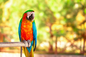A close-up of a macaw. The multi-colored parrot sits on a perch. The background is blurred, which emphasizes the bird's bright colors.