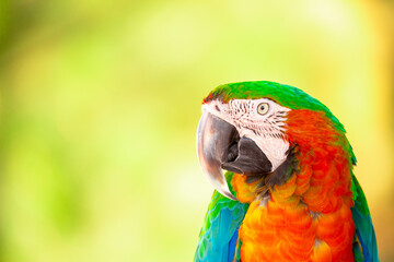 A close-up of a macaw. The multi-colored parrot sits on a perch. The background is blurred, which emphasizes the bird's bright colors.