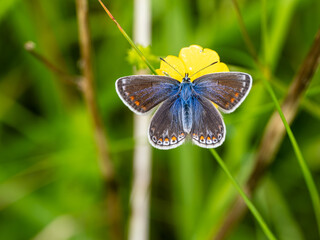 Female Common Blue Butterfly With Its Wings Open