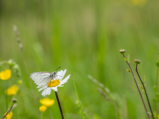 Female Black-veined White Butterfly on an Ox-eye Daisy