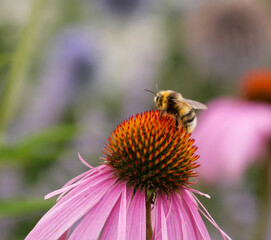 Bee on pink flower collecting pollen