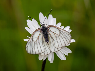 Female Black-veined White Butterfly on an Ox-eye Daisy