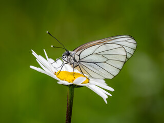 Female Black-veined White Butterfly on an Ox-eye Daisy
