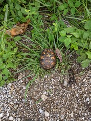 Turtle in the weeds