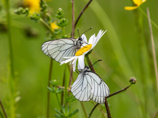 Two Black-veined White Butterflies on an Ox-eye Daisy on an Ox-eye Daisy