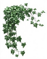 Fototapeta premium Lush Green Ivy Vine Clipping Path Perfect for Design Projects and Nature Inspired Backgrounds