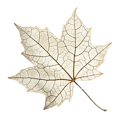 Skeletonized white maple leaf with delicate vein details for minimal nature artwork, transparency overlays, or leaf anatomy educational visuals