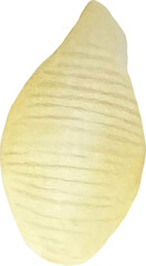 Watercolor italian pasta types. Shell pasta 