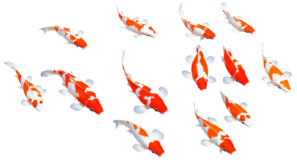 A peaceful koi fish background in a calm pose, with brilliant shades of orange, white, and black on its scales.