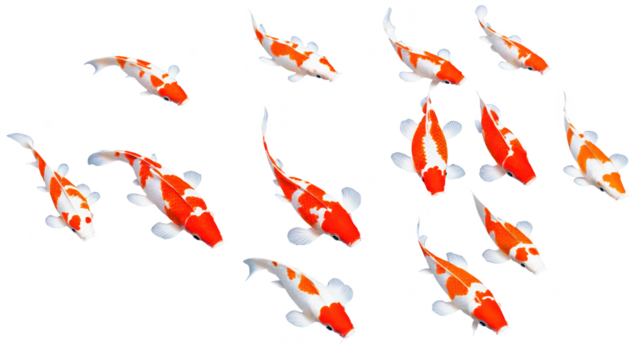 A peaceful koi fish background in a calm pose, with brilliant shades of orange, white, and black on its scales.