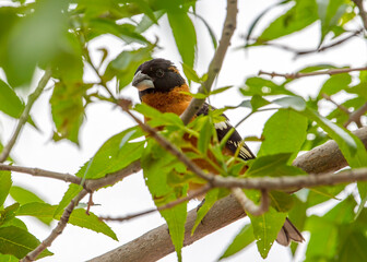 Black-headed Grosbeak