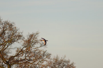 bird flying, wilderness, flying goose at sunrise, flying greylag goose, morning sun, anas platyrhynchos, blue hour, free, freedom, flying, waterfowl, view, sunlight, golden, morning