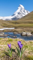 Obraz premium Spring Crocus Blossoms Mountain Landscape Scenic View