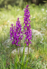 wild flowers, wild orchids in nature photos