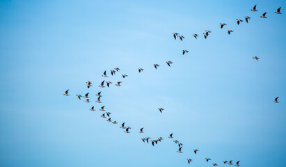 A flock of birds flies in the blue sky. Awakening of nature in spring, free flight. A flock of small birds in flight against a blue sky with clouds.