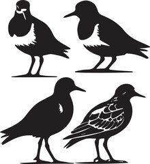 Fototapeta premium flying ruddy turnstone poses, black and white turnstone illustration, ruddy turnstone silhouette vector