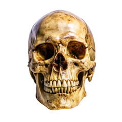 A human skull dark background eerie mysterious death memento mori