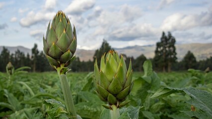 acercamiento de flores de alcachofa en un campo de cultivo en un día nublado en los andes