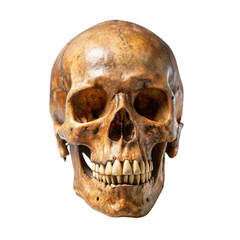 Obraz premium Human Skull Intense Gaze Dark Background Mysterious Anatomy Study