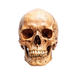 Human Skull Intense Stare Anatomy Study Death Mystery Forensic Science