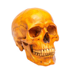 Obraz premium Amber Human Skull Mysterious Anatomy Study