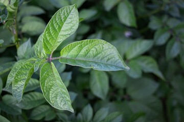 Acercamiento de una rama de una planta de patata, saludable  libre de plagas